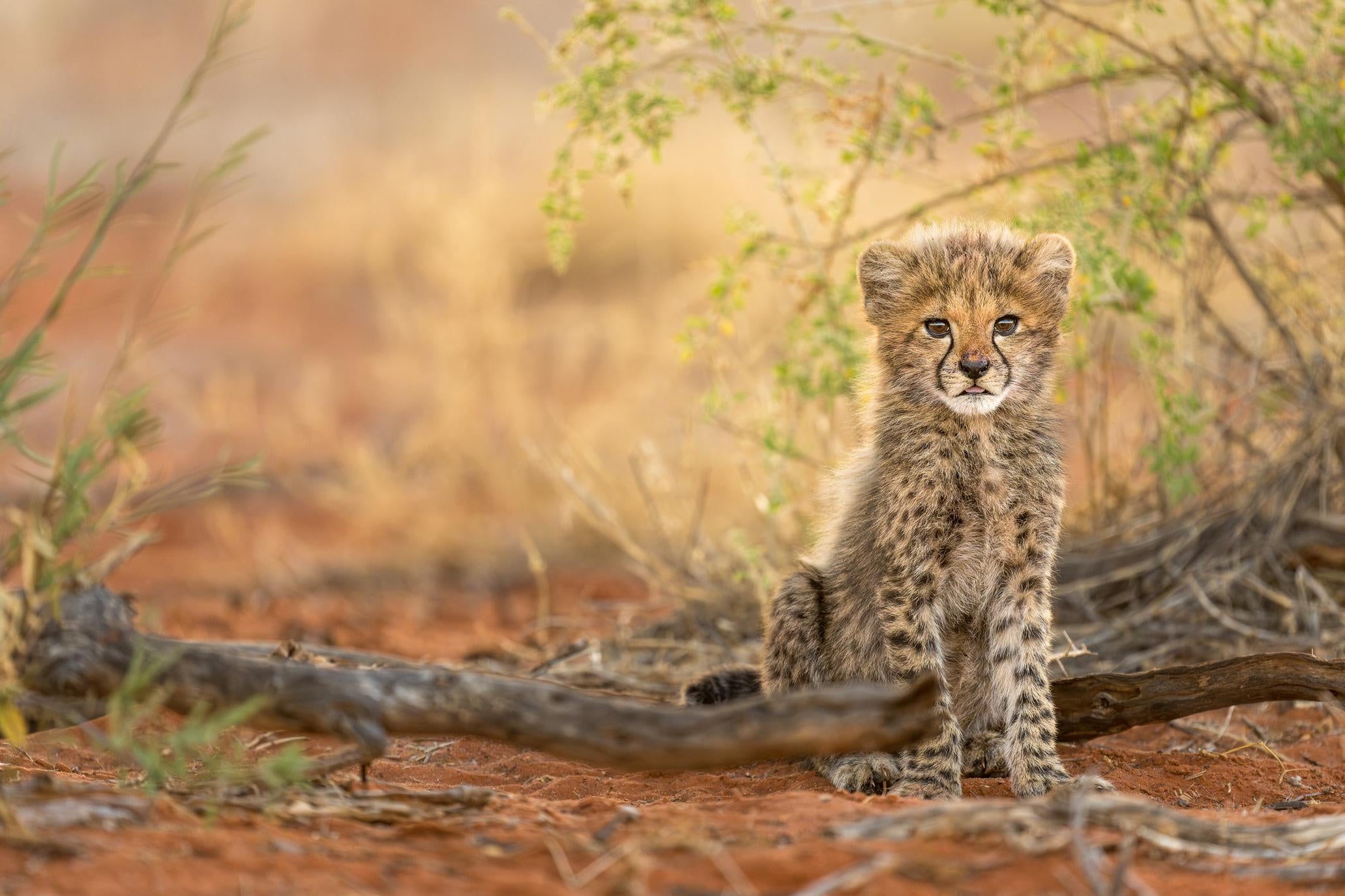 Cheetah cub sitting on the kalahari red sand
